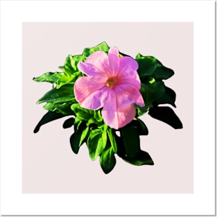 Beautiful Pink flower Posters and Art